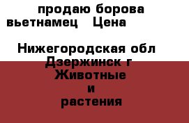 продаю борова вьетнамец › Цена ­ 20 000 - Нижегородская обл., Дзержинск г. Животные и растения » Другие животные   . Нижегородская обл.,Дзержинск г.